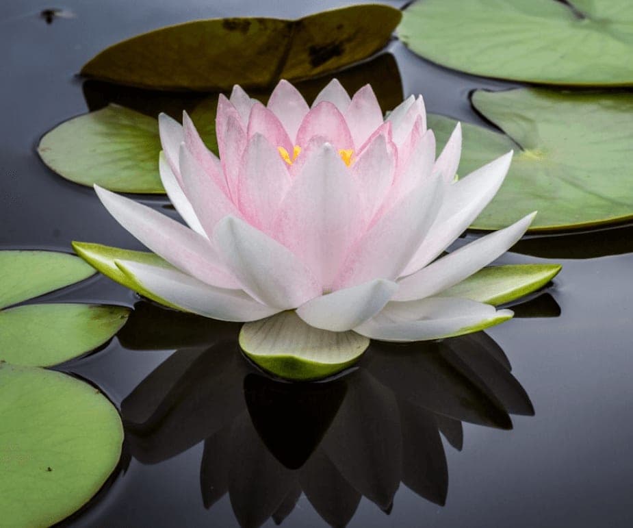 Completing the tidying festival